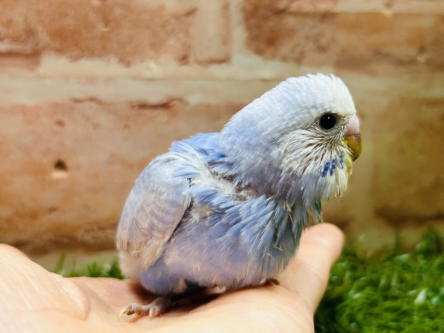 ブルースパングルカラーのセキセイちゃんがやってきましたよ~💙💙💙 セキセイインコ セキセイインコ