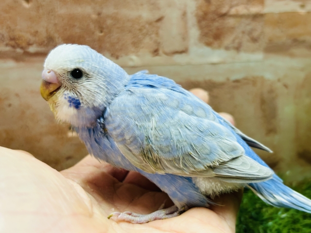 ブルースパングルカラーのセキセイちゃんがやってきましたよ~💙💙💙 セキセイインコ セキセイインコ