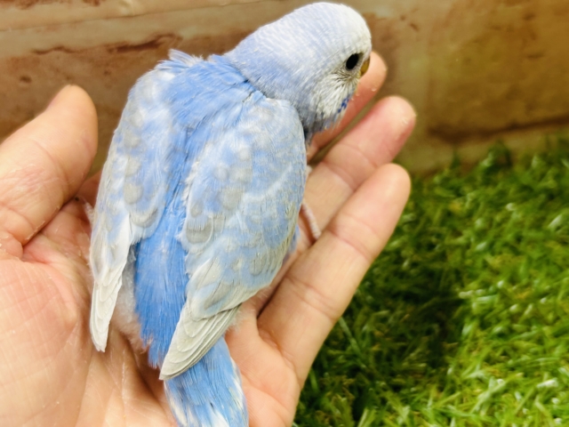 ブルースパングルカラーのセキセイちゃんがやってきましたよ~💙💙💙 セキセイインコ セキセイインコ