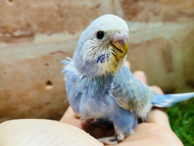 ブルースパングルカラーのセキセイちゃんがやってきましたよ~💙💙💙 セキセイインコ セキセイインコ
