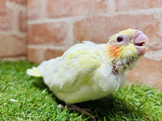 ルチノーカラーのオカメちゃん💛💛💛 オカメインコ オカメインコ