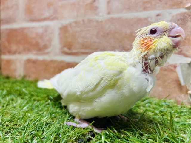 ルチノーカラーのオカメちゃん💛💛💛 オカメインコ オカメインコ