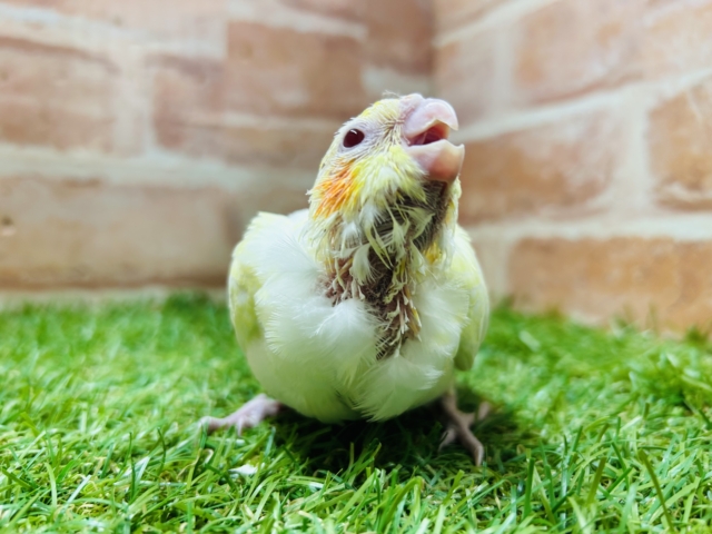 ルチノーカラーのオカメちゃん💛💛💛 オカメインコ オカメインコ