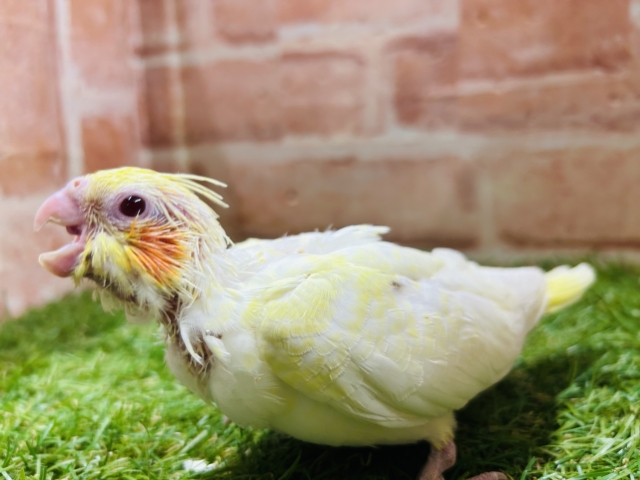 ルチノーカラーのオカメちゃん💛💛💛 オカメインコ オカメインコ