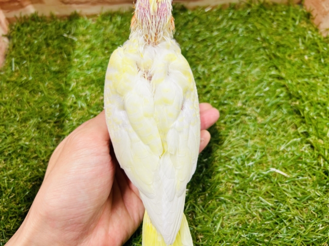 ルチノーカラーのオカメちゃん💛💛💛 オカメインコ オカメインコ