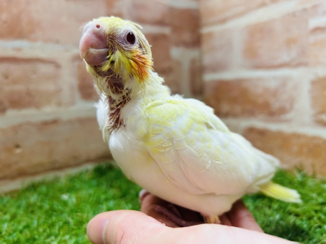 ルチノーカラーのオカメちゃん💛💛💛 オカメインコ オカメインコ