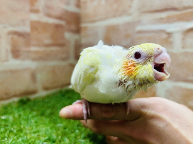 ルチノーカラーのオカメちゃん💛💛💛 オカメインコ オカメインコ