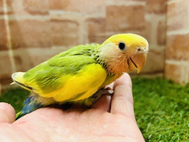 カラフルな小桜インコさんがやってきましたよ~💚💚💚 (タイガーチェリー) コザクラインコ(小桜インコ)