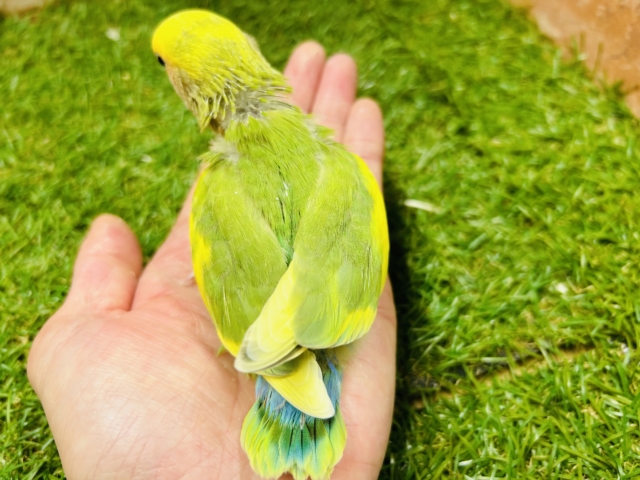 カラフルな小桜インコさんがやってきましたよ~💚💚💚 (タイガーチェリー) コザクラインコ(小桜インコ)
