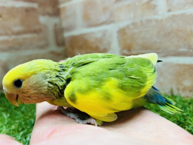 カラフルな小桜インコさんがやってきましたよ~💚💚💚 (タイガーチェリー) コザクラインコ(小桜インコ)