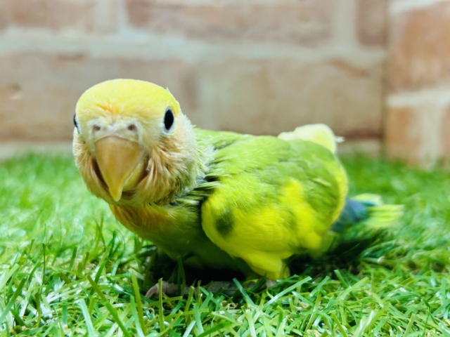 カラフルな小桜インコさんがやってきましたよ~💚💚💚 (タイガーチェリー) コザクラインコ(小桜インコ)