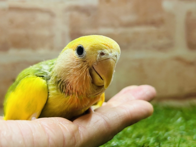 カラフルな小桜インコさんがやってきましたよ~💚💚💚 (タイガーチェリー) コザクラインコ(小桜インコ)