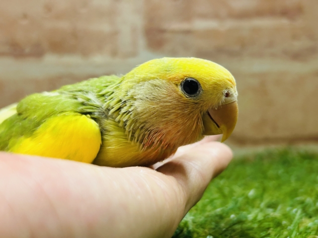 カラフルな小桜インコさんがやってきましたよ~💚💚💚 (タイガーチェリー) コザクラインコ(小桜インコ)