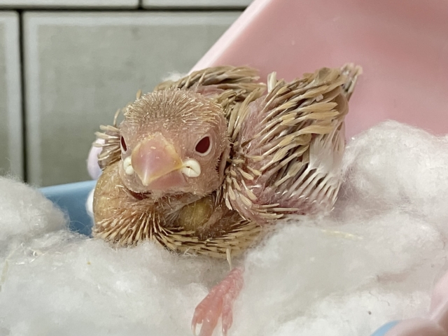 ✨最新画像✨あっちにこっちに🛣くるくるマイタケ🍄✧*。シナモン文鳥(2026年1月生まれ) シナモン文鳥