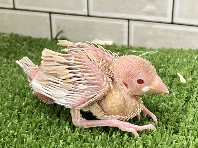 シナモン文鳥
