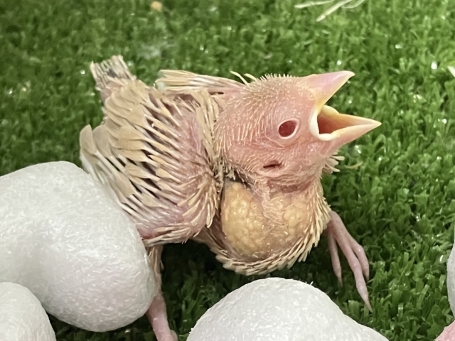 ✨最新画像✨あっちにこっちに🛣くるくるマイタケ🍄✧*。シナモン文鳥(2026年1月生まれ) シナモン文鳥