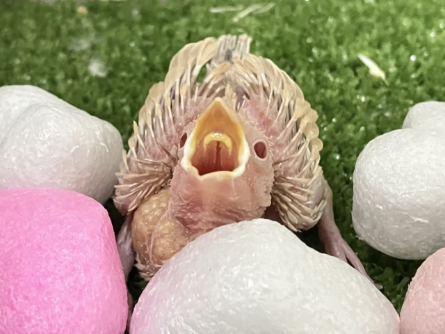 ✨最新画像✨あっちにこっちに🛣くるくるマイタケ🍄✧*。シナモン文鳥(2026年1月生まれ) シナモン文鳥