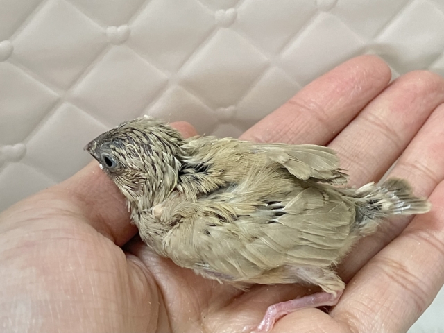 ミルミルみるくてぃ🫖甘々にしよ〜🎶∗*゚錦華鳥(フォーン/2026年1月生まれ) 錦花鳥(キンカチョウ)