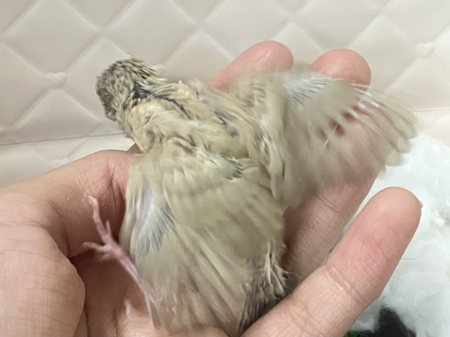 ミルミルみるくてぃ🫖甘々にしよ〜🎶∗*゚錦華鳥(フォーン/2026年1月生まれ) 錦花鳥(キンカチョウ)