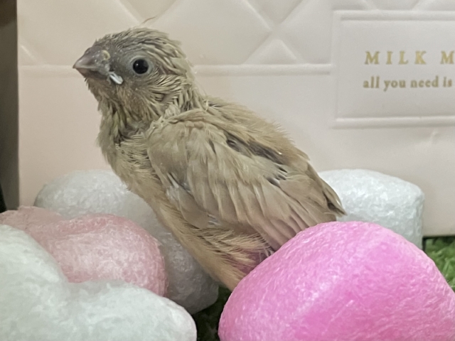 ミルミルみるくてぃ🫖甘々にしよ〜🎶∗*゚錦華鳥(フォーン/2026年1月生まれ) 錦花鳥(キンカチョウ)