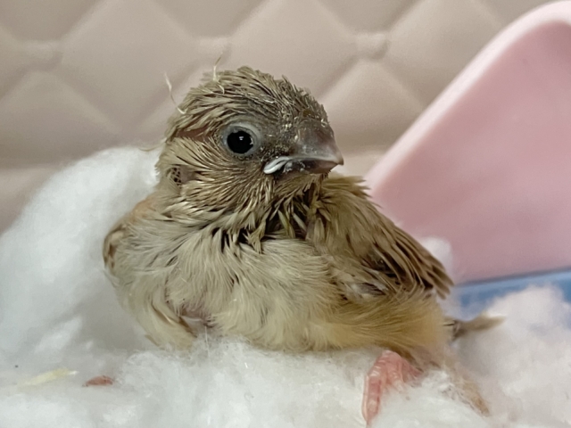 ミルミルみるくてぃ🫖甘々にしよ〜🎶∗*゚錦華鳥(フォーン/2026年1月生まれ) 錦花鳥(キンカチョウ)