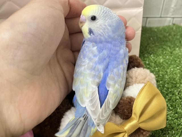 雨上がり☀️光差すソラ☀️✨セキセイインコ(レインボー/2026年1月生まれ) セキセイインコ