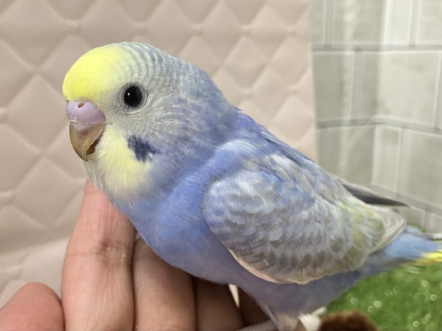 雨上がり☀️光差すソラ☀️✨セキセイインコ(レインボー/2026年1月生まれ) セキセイインコ