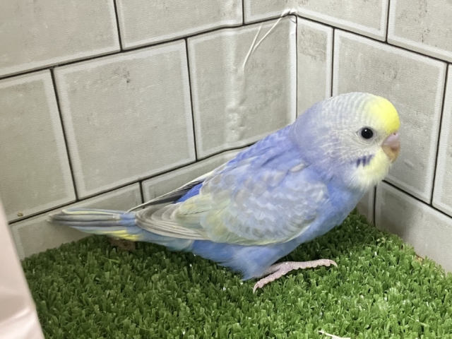 雨上がり☀️光差すソラ☀️✨セキセイインコ(レインボー/2026年1月生まれ) セキセイインコ