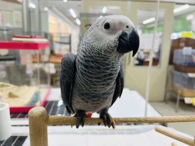 ヨウムさんの登場です!!!🔥🔥🔥🔥 ヨウム