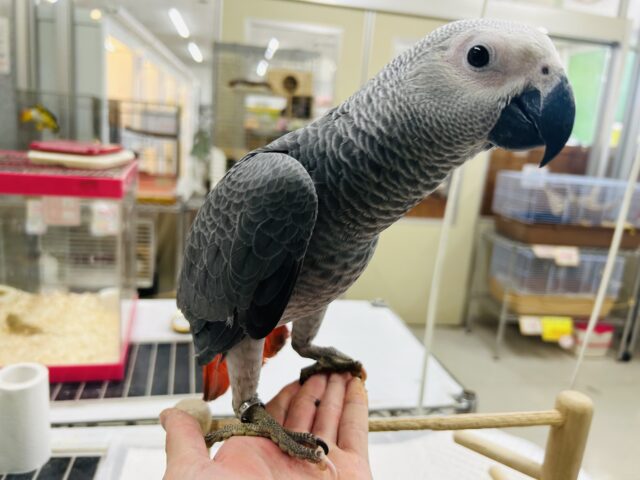 ヨウムさんの登場です!!!🔥🔥🔥🔥 ヨウム