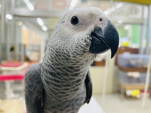 ヨウムさんの登場です!!!🔥🔥🔥🔥 ヨウム