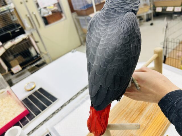 ヨウムさんの登場です!!!🔥🔥🔥🔥 ヨウム