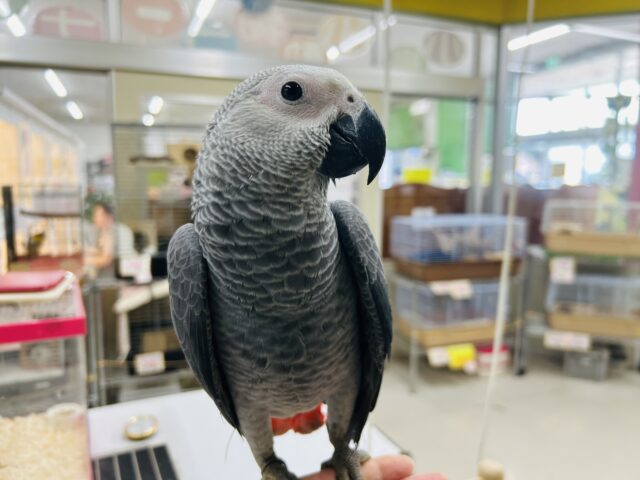 ヨウムさんの登場です!!!🔥🔥🔥🔥 ヨウム