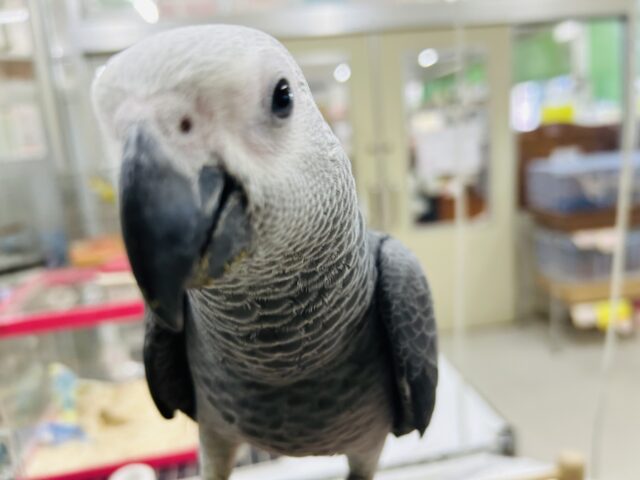 ヨウムさんの登場です!!!🔥🔥🔥🔥 ヨウム