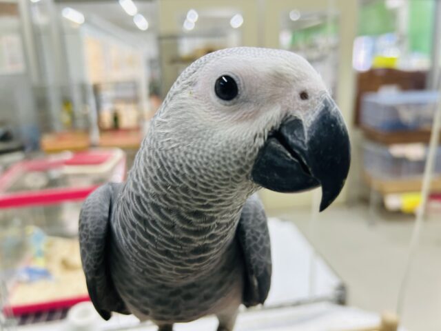ヨウムさんの登場です!!!🔥🔥🔥🔥 ヨウム