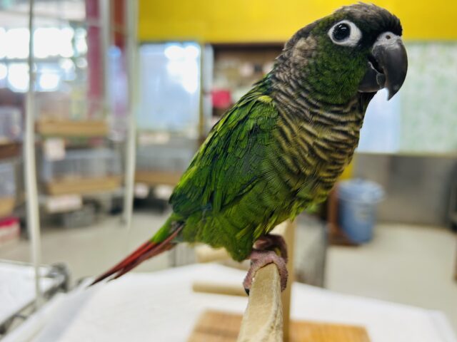 ウロコインコさんがやってきましたよ~💚💚💚 (ノーマル) ホオミドリウロコインコ