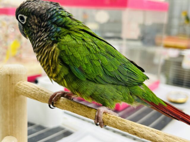 ウロコインコさんがやってきましたよ~💚💚💚 (ノーマル) ホオミドリウロコインコ