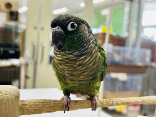 ウロコインコさんがやってきましたよ~💚💚💚 (ノーマル) ホオミドリウロコインコ