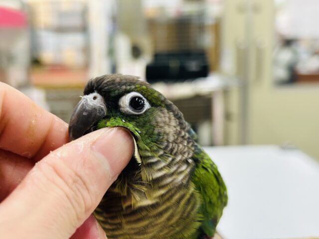 ウロコインコさんがやってきましたよ~💚💚💚 (ノーマル) ホオミドリウロコインコ