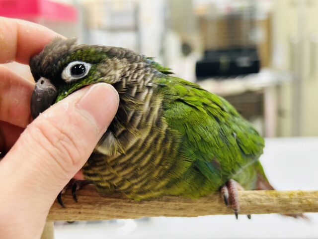 ウロコインコさんがやってきましたよ~💚💚💚 (ノーマル) ホオミドリウロコインコ