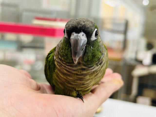 ウロコインコさんがやってきましたよ~💚💚💚 (ノーマル) ホオミドリウロコインコ