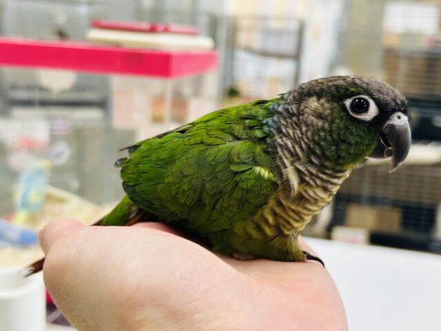 ウロコインコさんがやってきましたよ~💚💚💚 (ノーマル) ホオミドリウロコインコ
