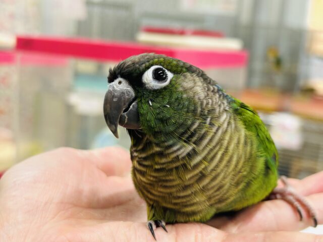 ウロコインコさんがやってきましたよ~💚💚💚 (ノーマル) ホオミドリウロコインコ