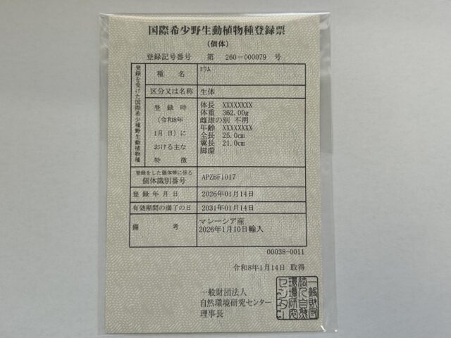 ヨウムさんの登場です!!!🔥🔥🔥🔥 ヨウム