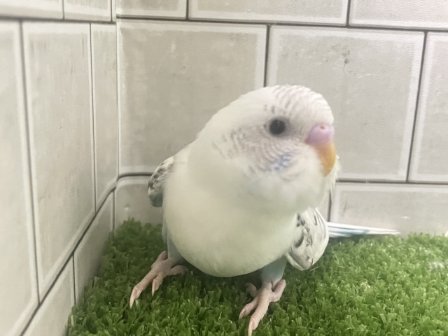 3色信号❕好き?超好き!もっと好きー!🖤🩶🤍セキセイインコ(白ハルクイン/2026年1月生まれ) セキセイインコ