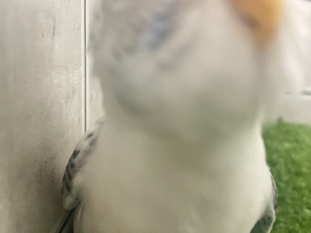 3色信号❕好き?超好き!もっと好きー!🖤🩶🤍セキセイインコ(白ハルクイン/2026年1月生まれ) セキセイインコ