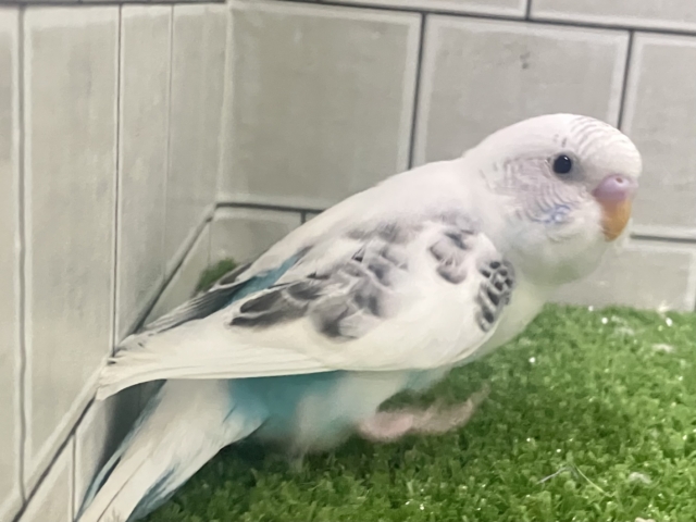 3色信号❕好き?超好き!もっと好きー!🖤🩶🤍セキセイインコ(白ハルクイン/2026年1月生まれ) セキセイインコ