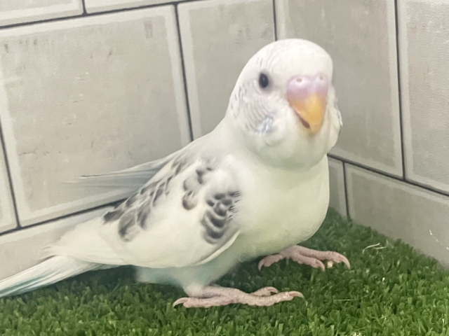3色信号❕好き?超好き!もっと好きー!🖤🩶🤍セキセイインコ(白ハルクイン/2026年1月生まれ) セキセイインコ