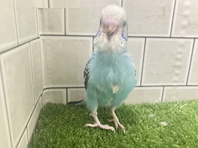 =͟͟͞͞( ˙꒳˙)サッ❕空翔けるは流星の如く!💫∗*゚セキセイインコ(ブルーオパーリン/2026年1月生まれ) セキセイインコ