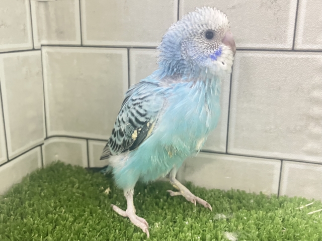 =͟͟͞͞( ˙꒳˙)サッ❕空翔けるは流星の如く!💫∗*゚セキセイインコ(ブルーオパーリン/2026年1月生まれ) セキセイインコ